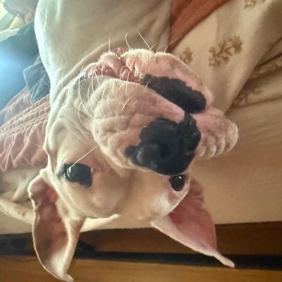 Meet your Posher, Jaret - Picture 1 of 2